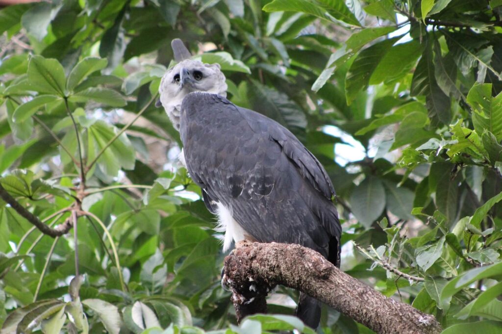 Harpy eagle perched in tropical rainforest at Summit Park Panama
